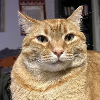 Original photo of a Tabby cat